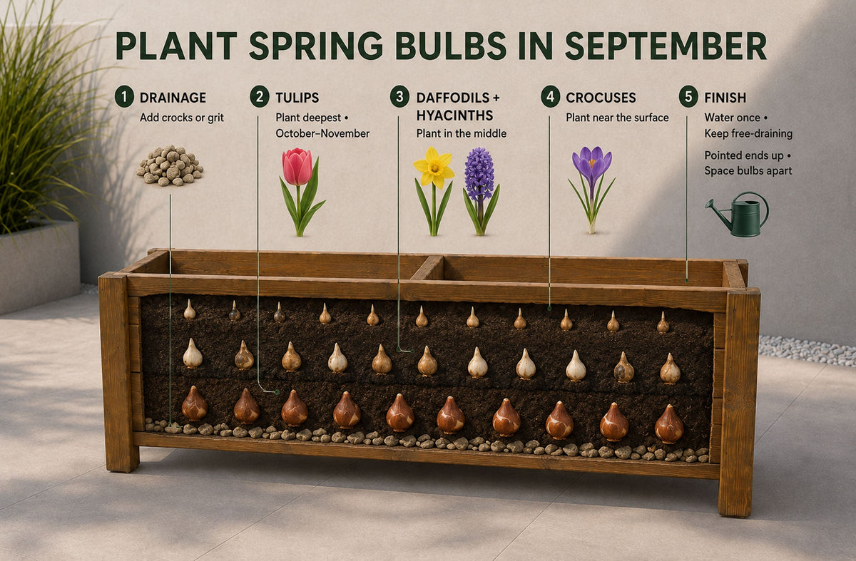 What to Plant in September: A Guide to Spring Bulbs in Wooden Planter Boxes
